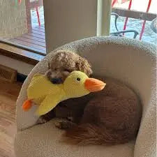 Calming Duck Yay Pets